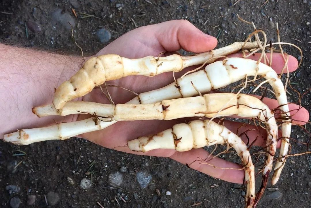 茎菜类蔬菜大全，你全吃过吗？