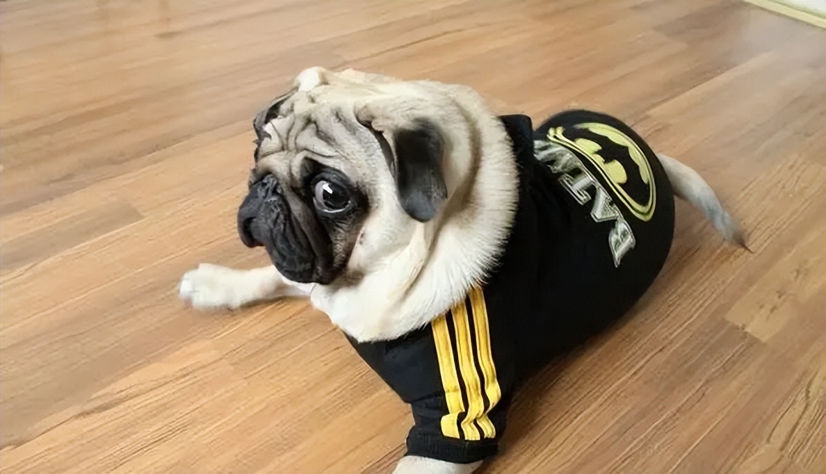 既高智商又可以保护你的大型狗狗,这些狗狗有多可爱长大就有多傻