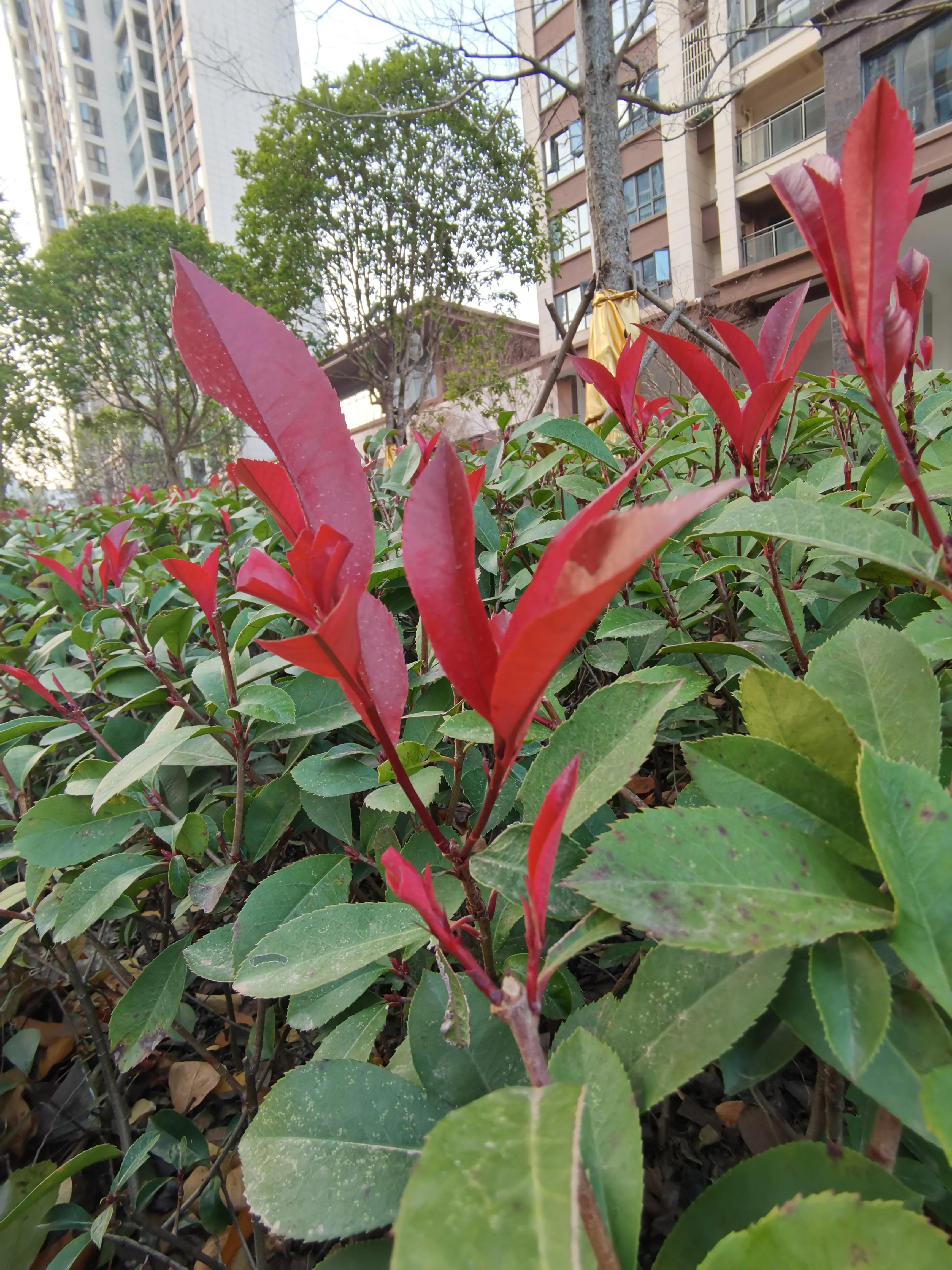 常见小区绿化100种植物图片,常见的小区绿化植物