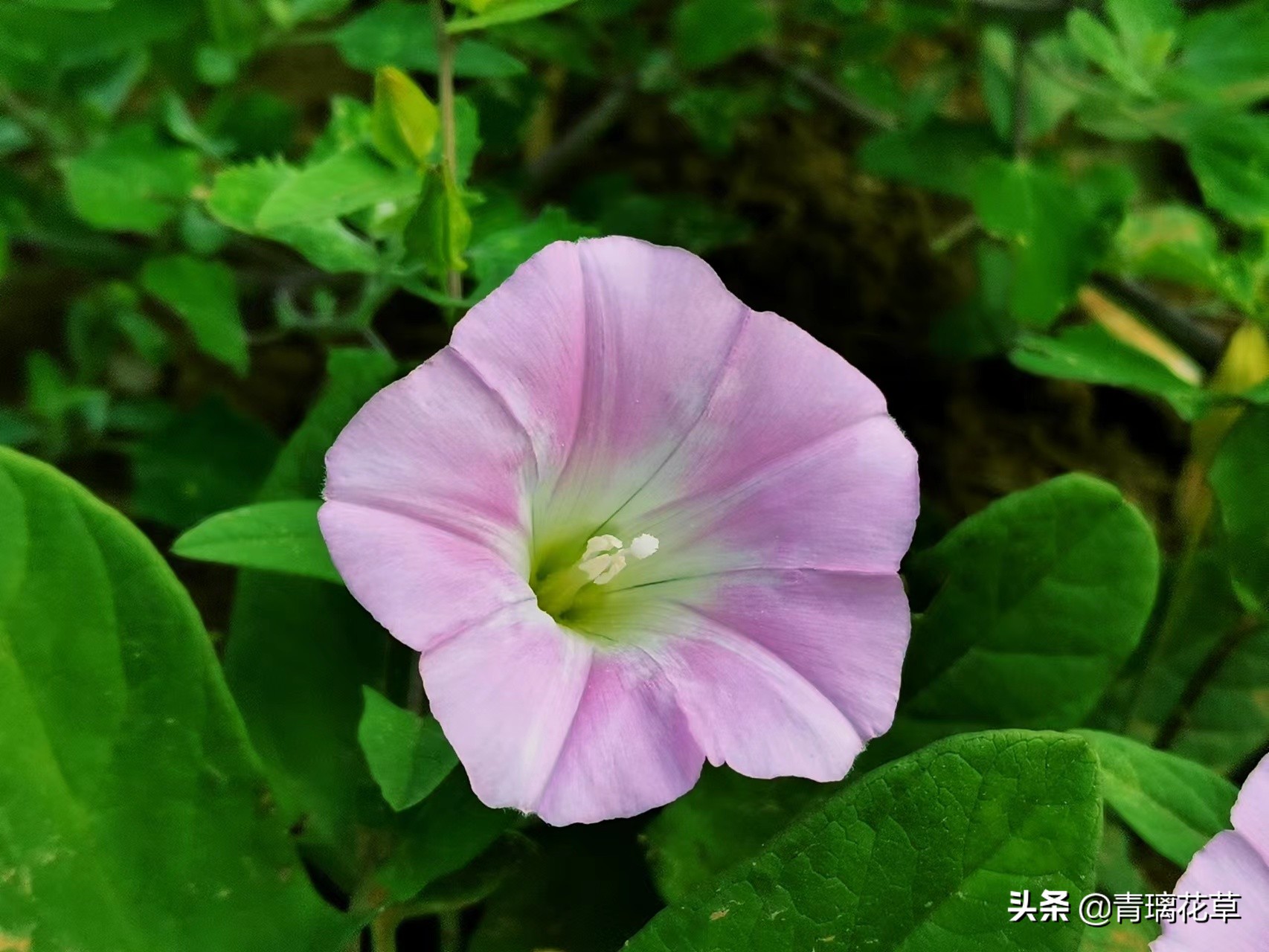 夏天开好多种颜色的小花,夏天里开的最茂盛的花朵有哪些