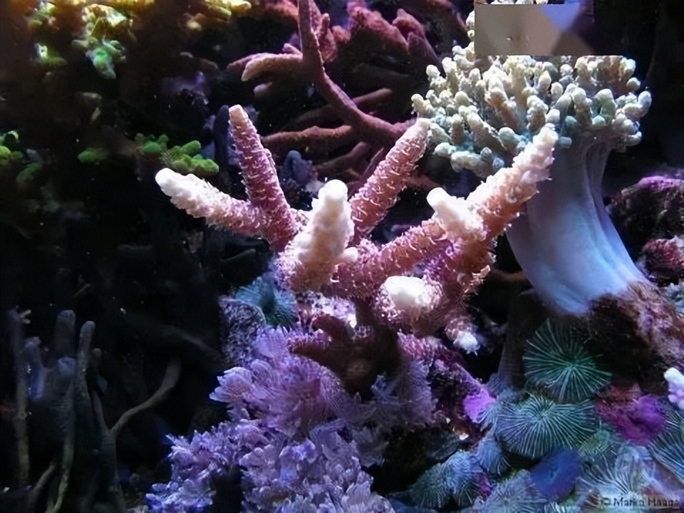 海水珊瑚缸鹦鹉螺,海水缸珊瑚视频大全