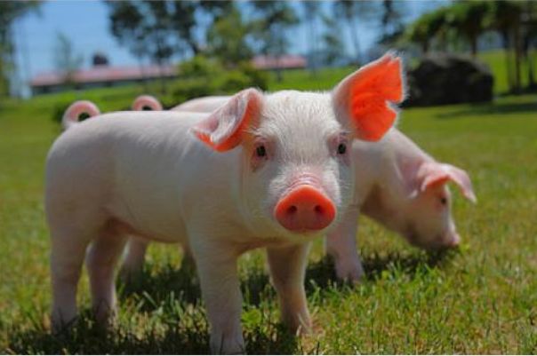 猪传染性胃肠炎的症状及防治方法,猪传染性胃肠炎的症状及治疗方法