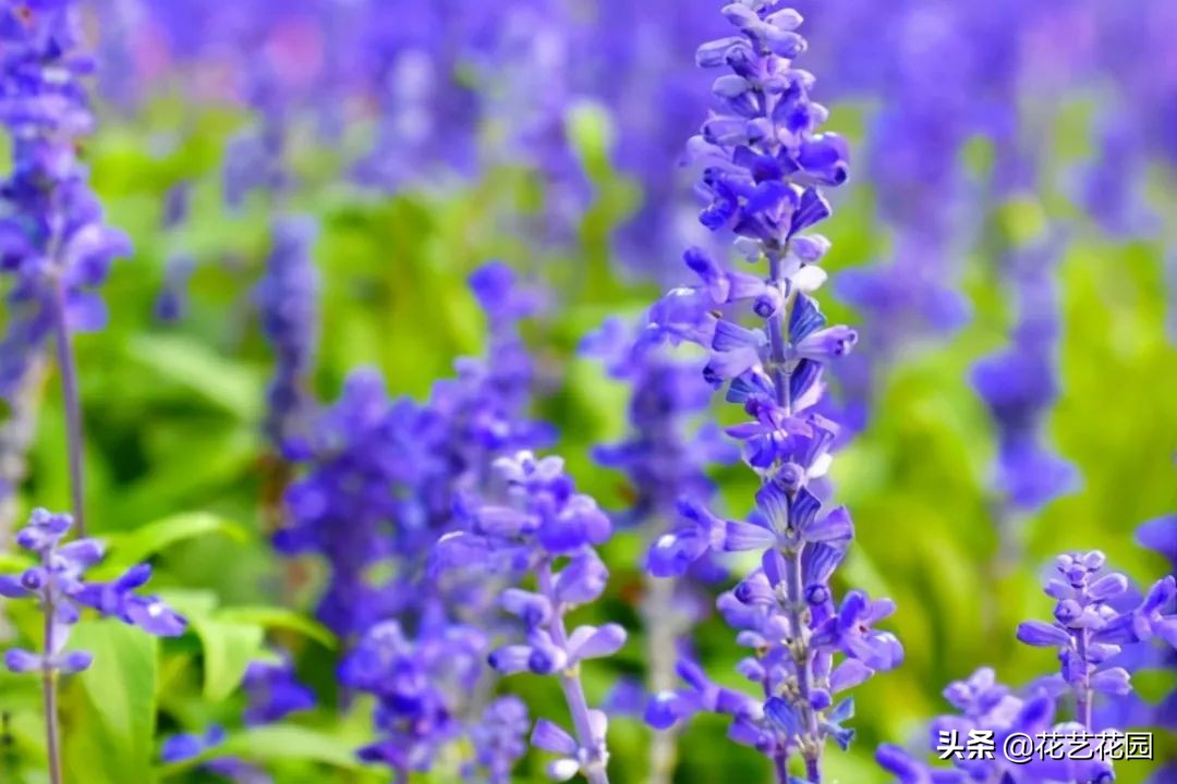 种花防蚊最好的花,驱蚊虫的克星花