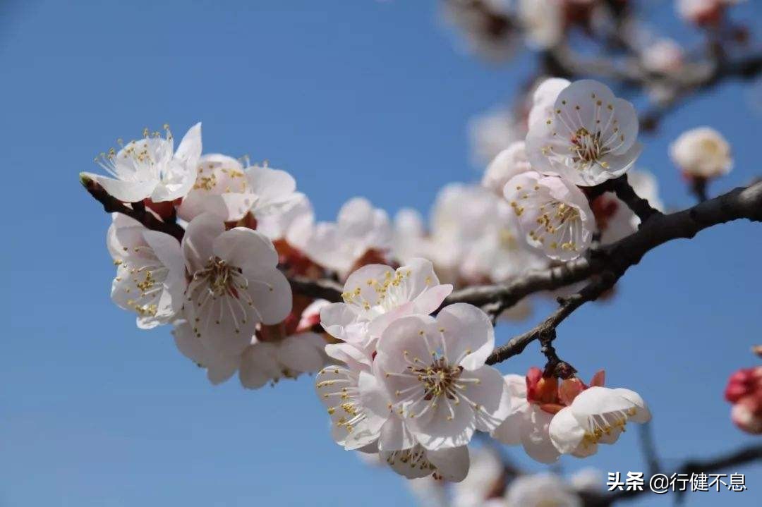一枝红杏出墙来：十二首著名诗词，欣赏大诗人们的杏花情怀