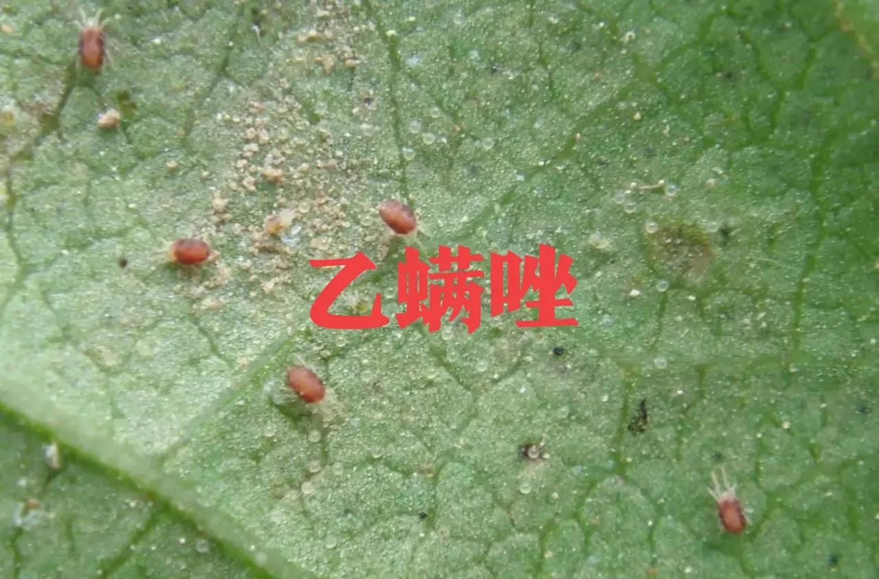 红白蜘蛛家庭防治小妙招,防治红白蜘蛛用什么药