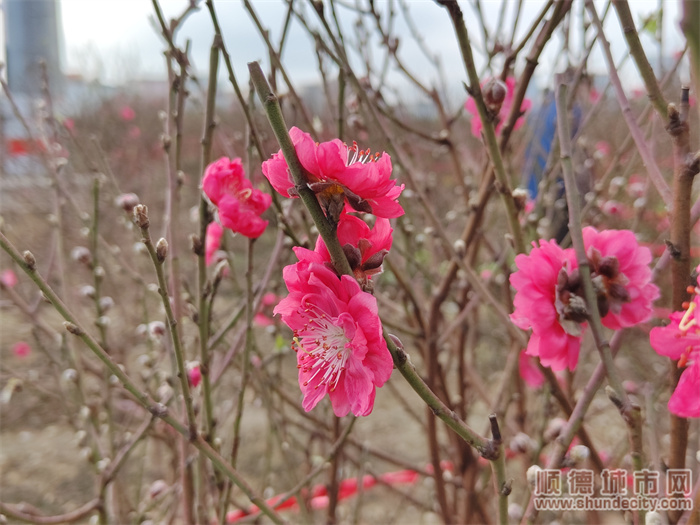 逛花街顺德,逛花街的视频