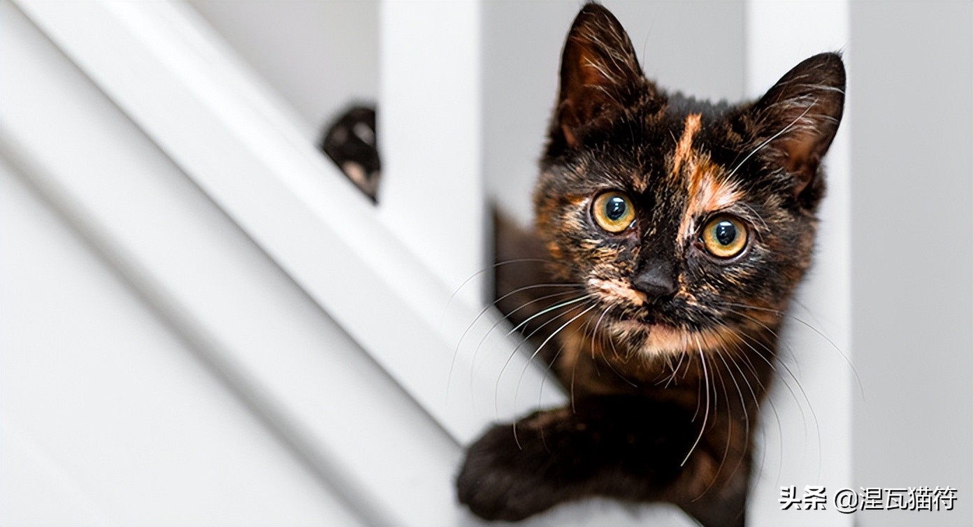 中国猫咪品种玳瑁猫,田园玳瑁猫的嘴