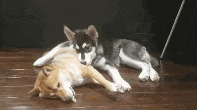 狗狗交配难舍难分？真正的原因，很多铲屎官都不知道