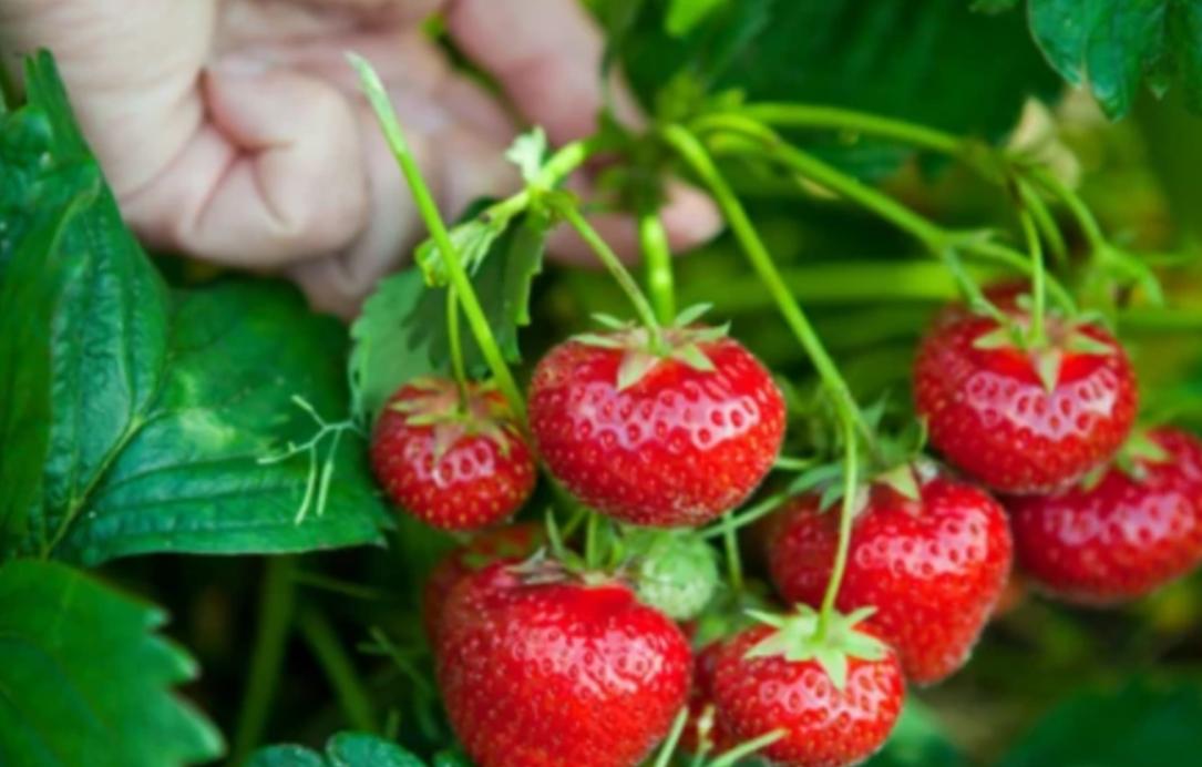 日本人在山东租了1500亩地,日本人在山东租地1500亩现状