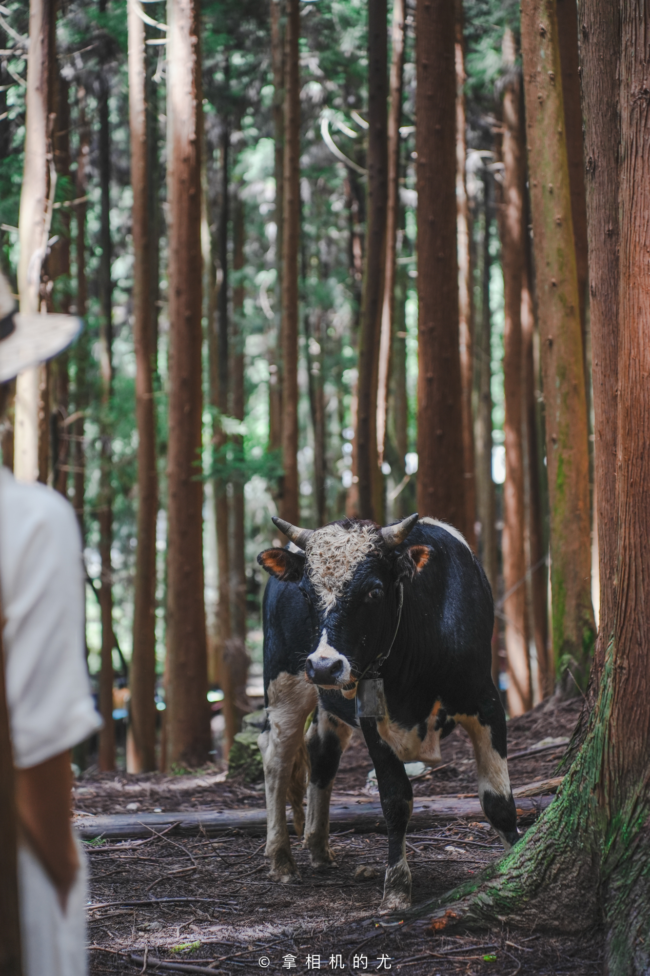 重庆最不起眼的地方,重庆最不该忽略的小县城巫山