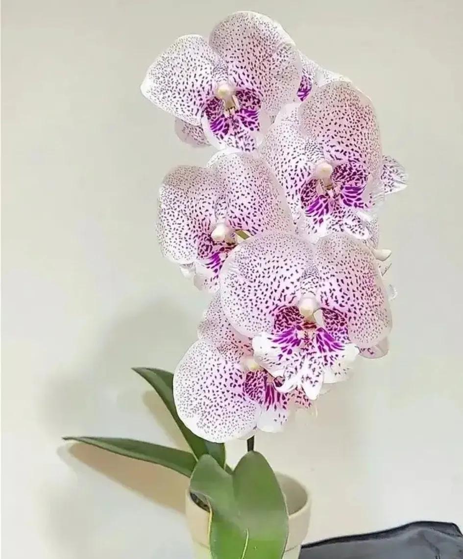 兰花的唯美图片,珍稀兰花各色大全