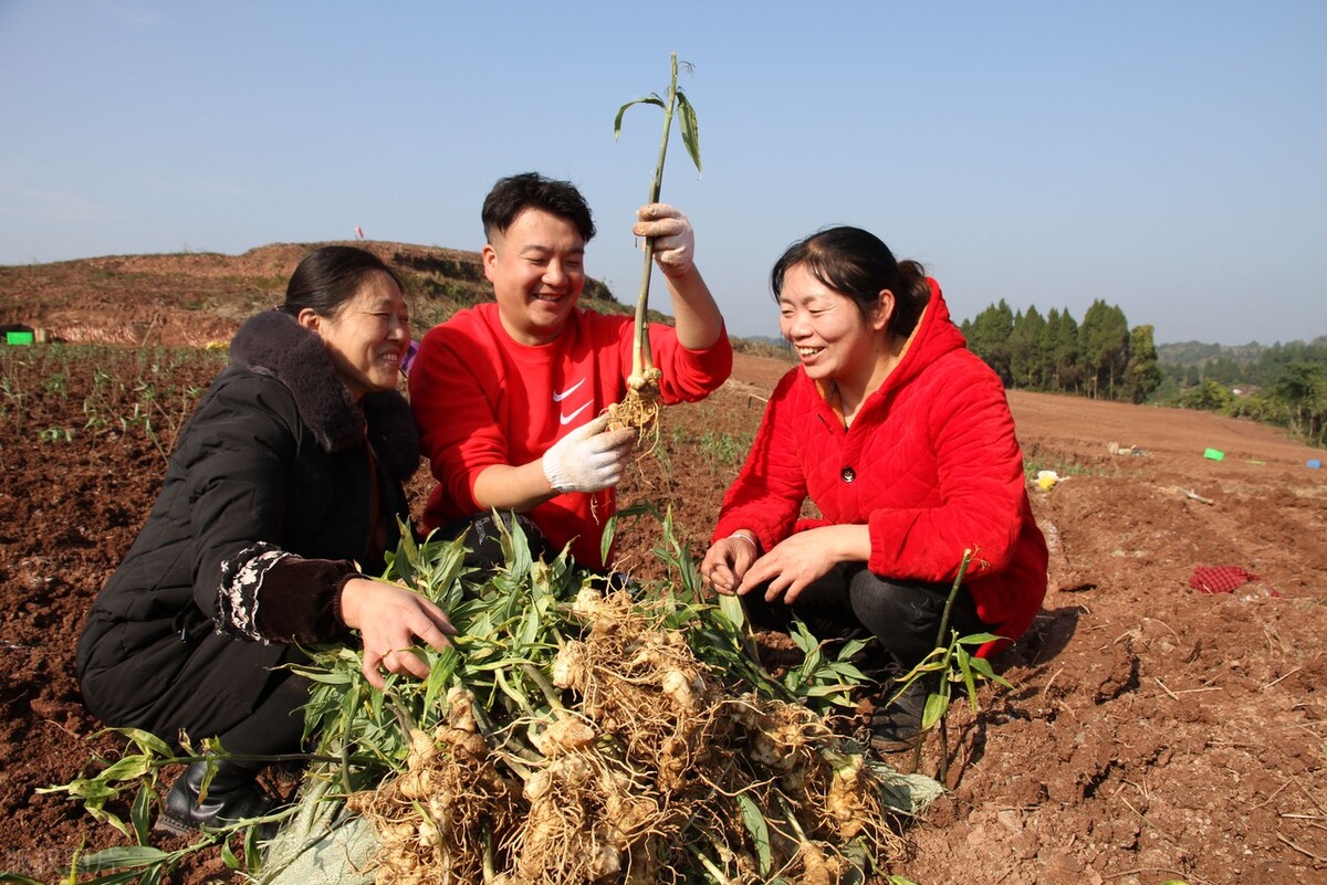 中医食疗黄精,黄精补气最佳吃法