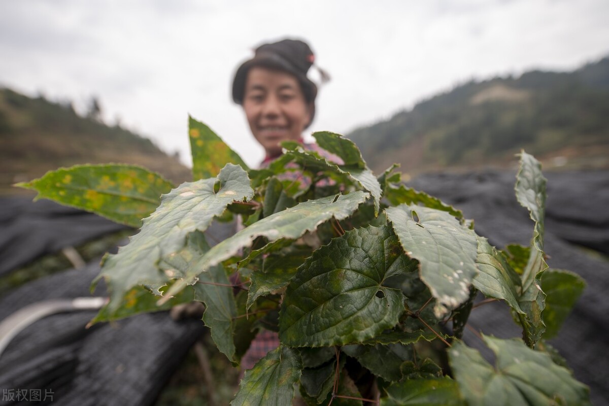 淫羊藿近几年价格稳定吗,淫羊藿现今涨价多少1公斤