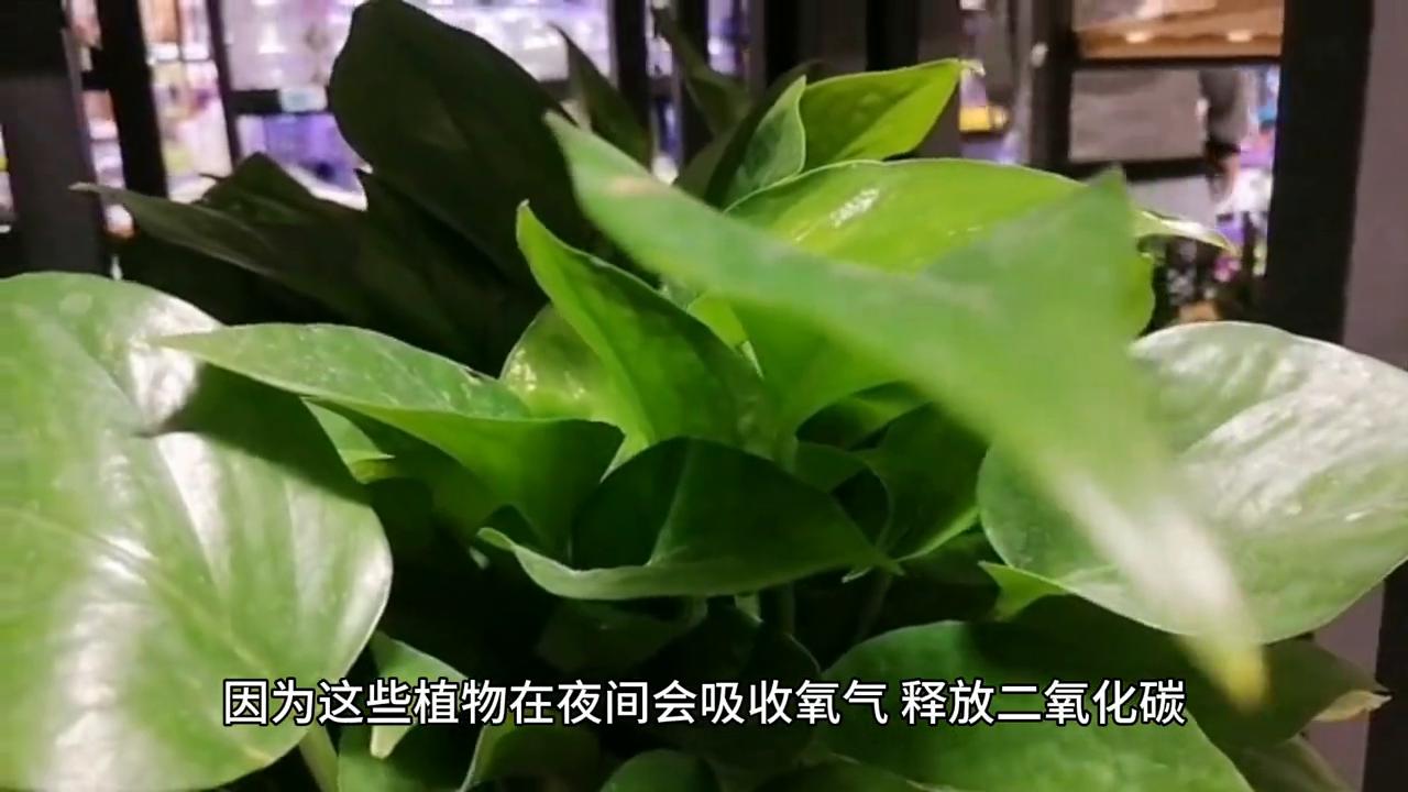 肺气肿怎么预防肺功能下降,肺气肿冬天吃什么食物最好
