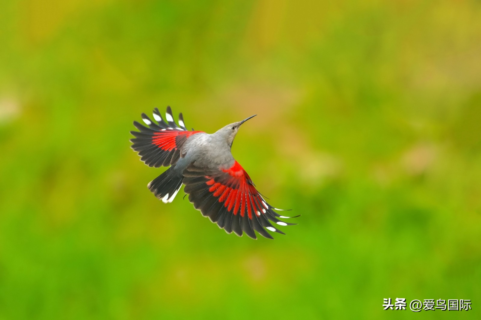 2024观鸟大年,观鸟大年介绍