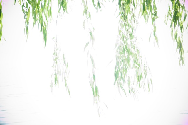 咏柳唐贺知章的古诗,咏柳贺知章教学实录