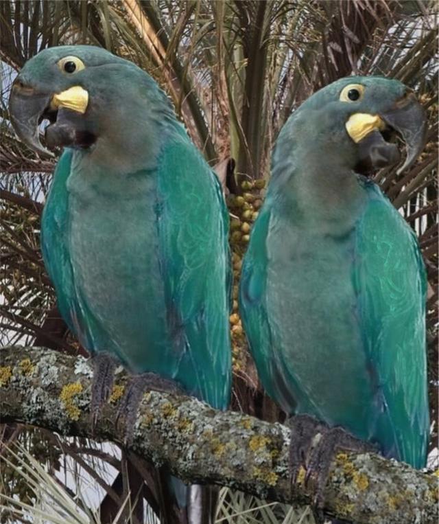 金刚鹦鹉有哪些品种,十大金刚鹦鹉品种