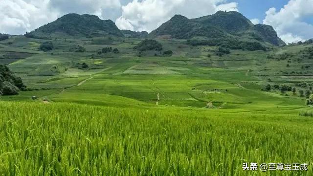 专家回应水稻上山的问题,水稻上山为什么引起这么大争议呢