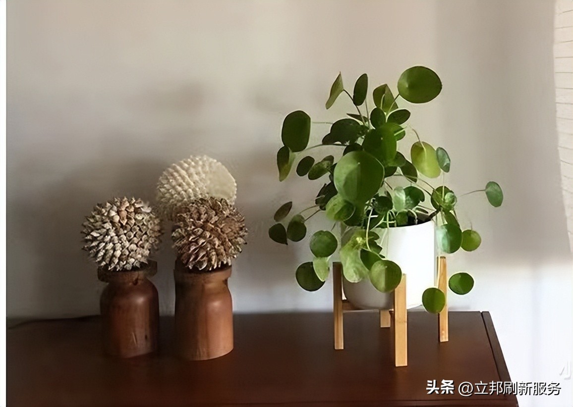 这些都是带有香味适合家养的绿植,适合放在家里的好养的绿植