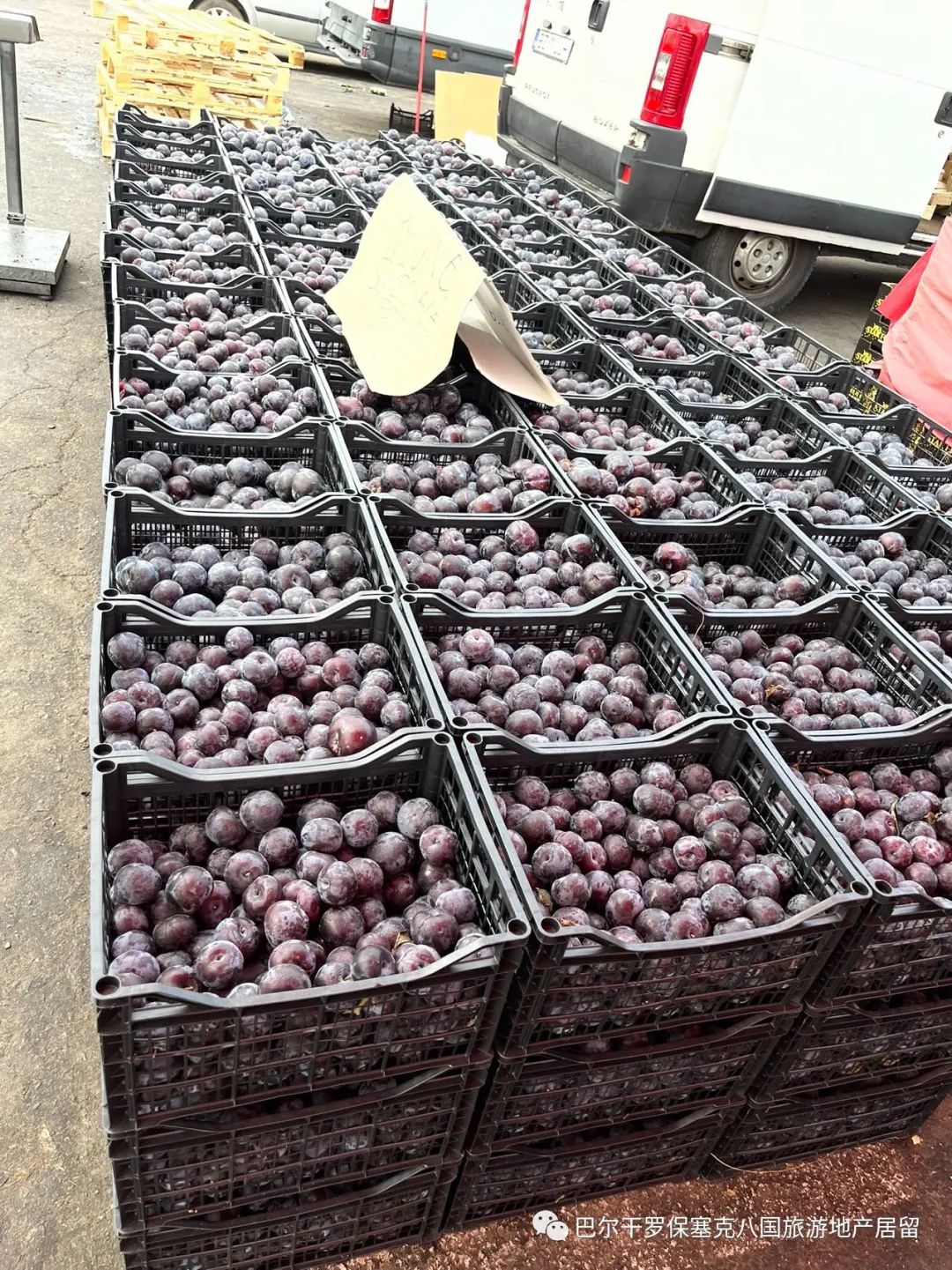 罗马尼亚蔬菜,罗马尼亚大型水果批发市场