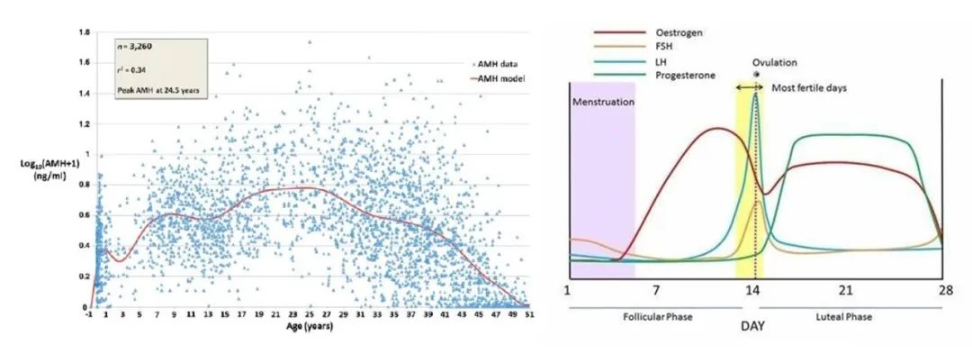 卵巢和年龄的关系,你的卵巢