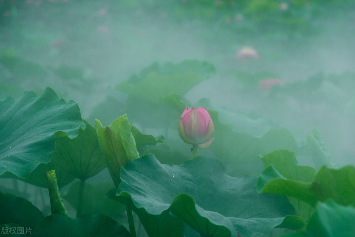 刘艳:莲花赋,散文|咏莲花,诗歌