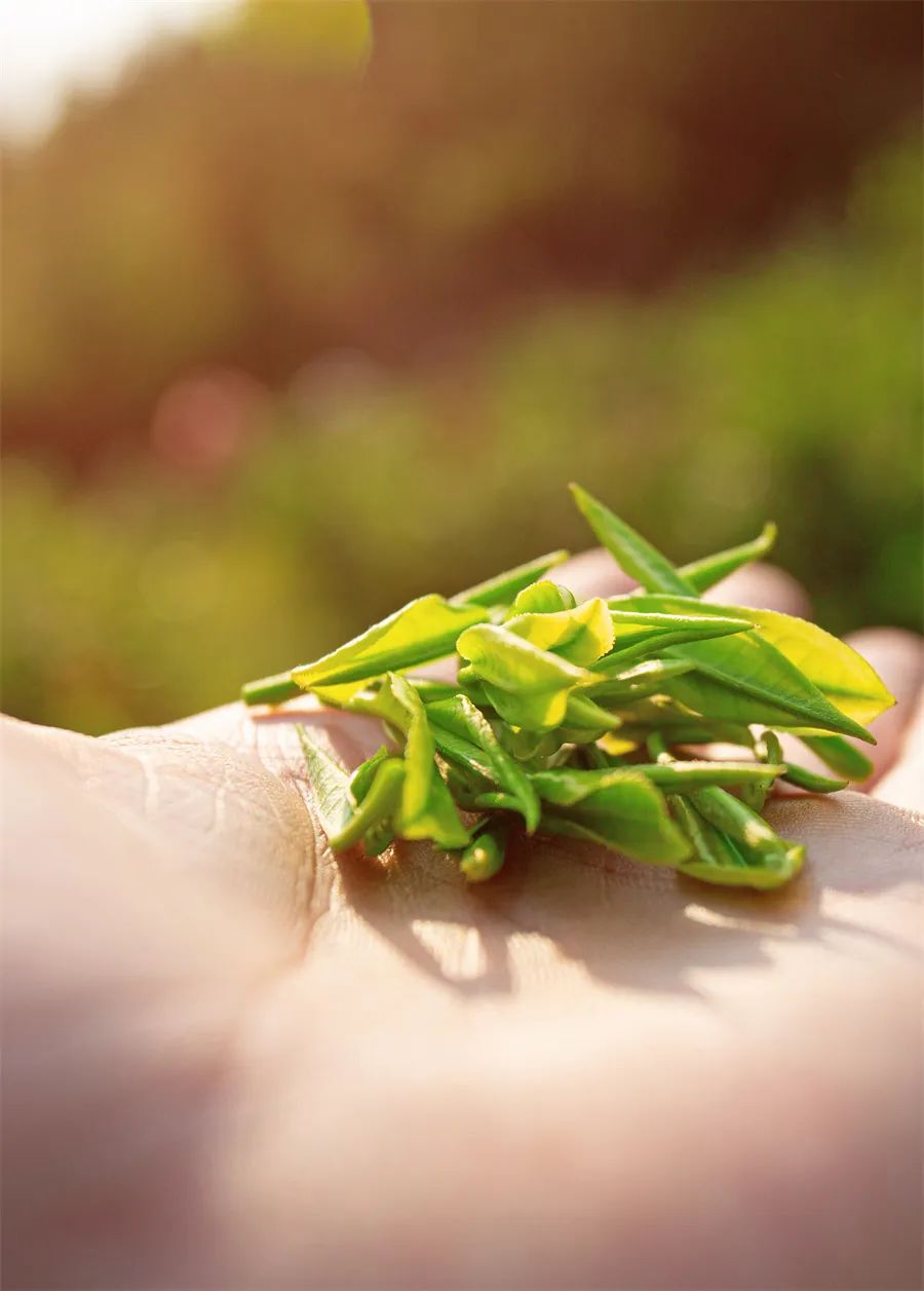 春茶买紧压茶还是散茶,如何判断春茶夏茶的区别