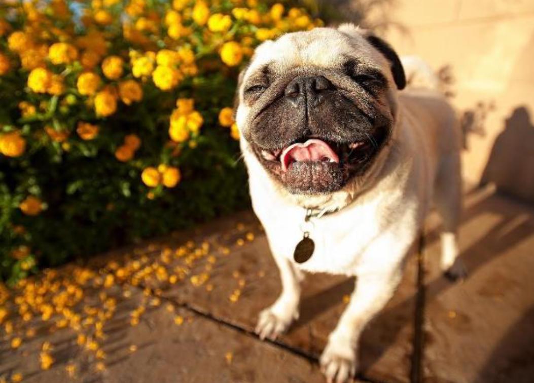 巴哥犬打喷嚏怎么回事,巴哥犬流鼻涕是感冒了吗