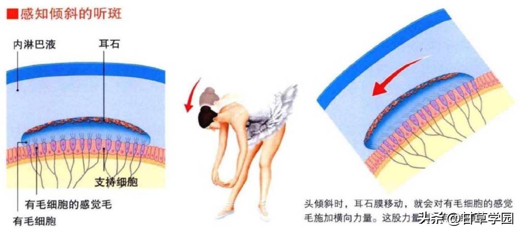 甘草学园|耳石症1例(3)