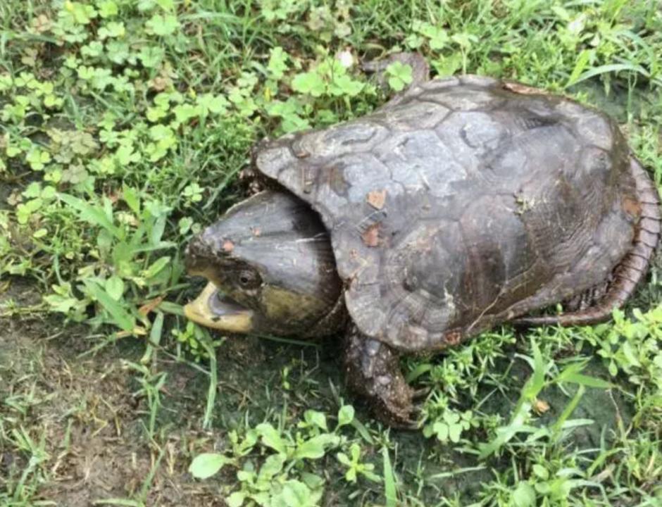 男子在山上捡到不知名小乌龟,男子在河里捡到一只小乌龟