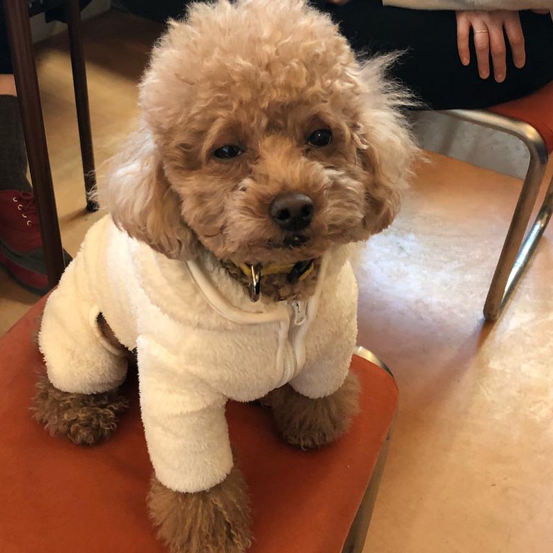 养狗新手推荐什么狗体味小不掉毛,养狗新手养什么狗可以保护主人