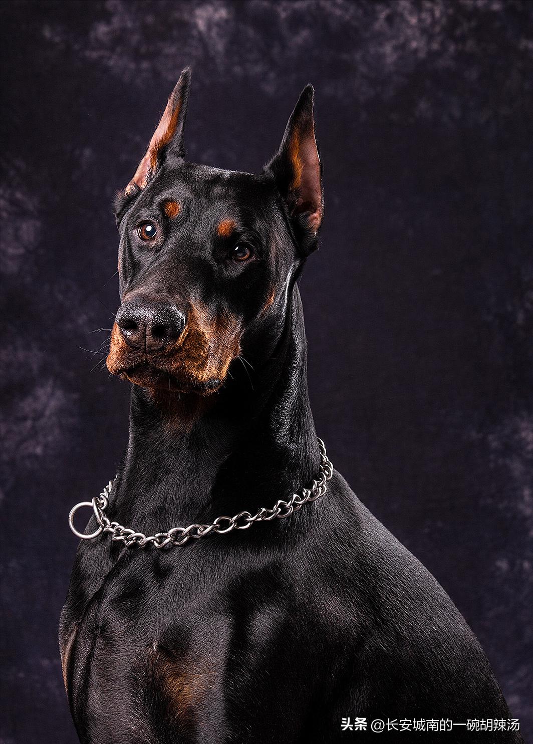 100种名犬价格,世界名犬排名前100图巴哥犬