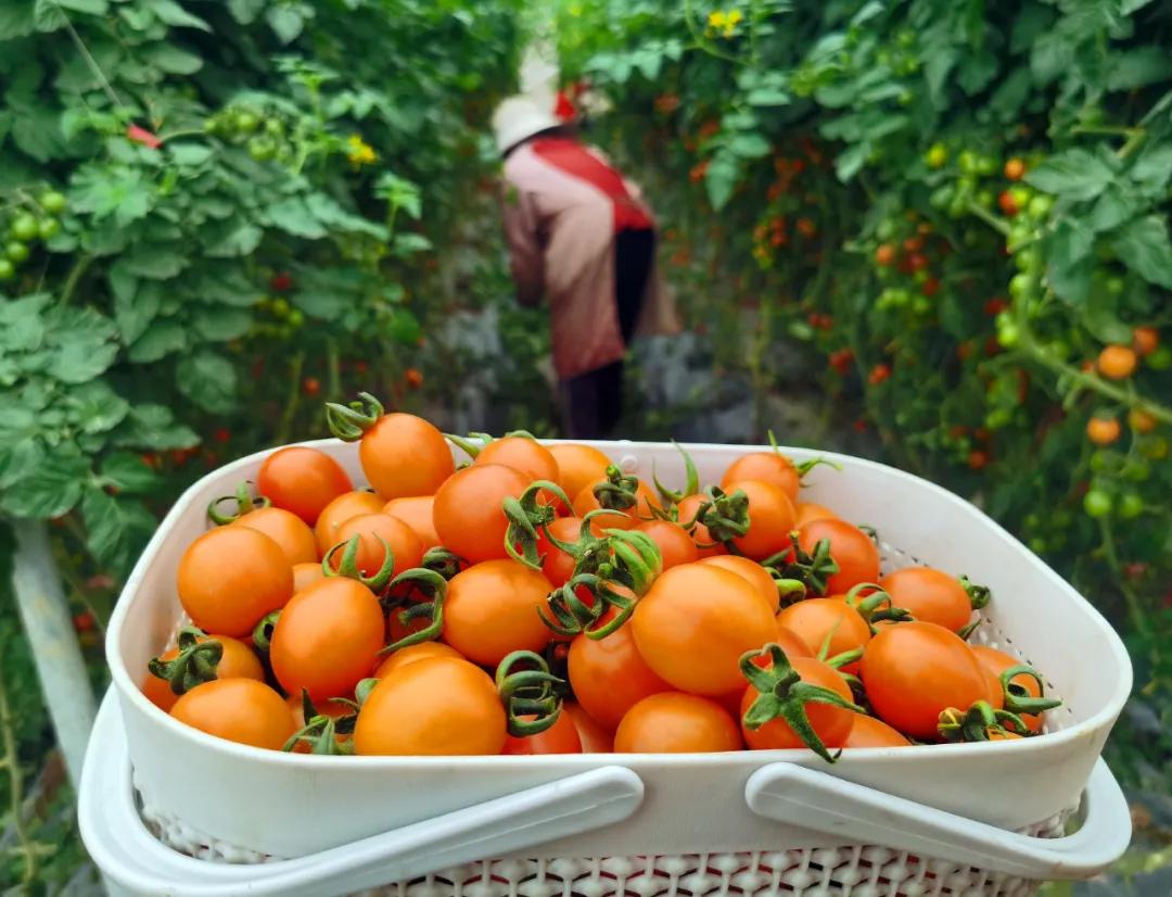 金湾农作物特产是什么呢,金湾区特产推荐