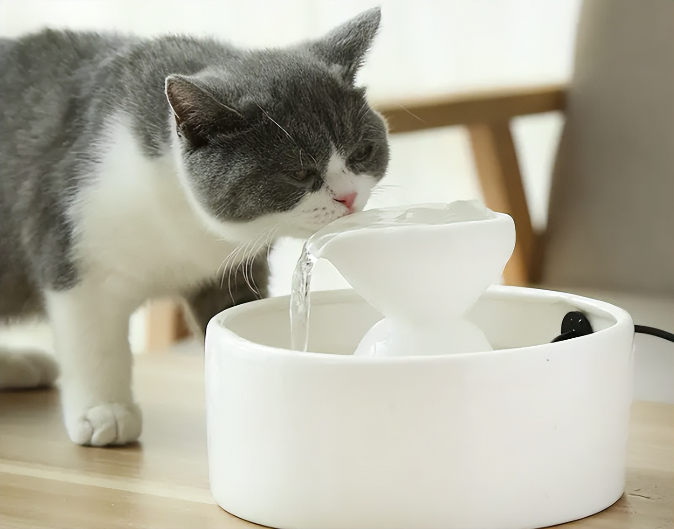 猫咪突然不吃饭也不喝水怎么回事,猫咪为什么一直守在水边不喝水