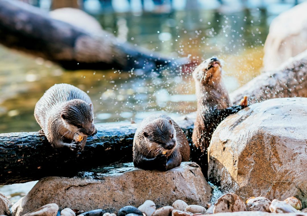 保护水獭方法,水獭对自然环境的保护