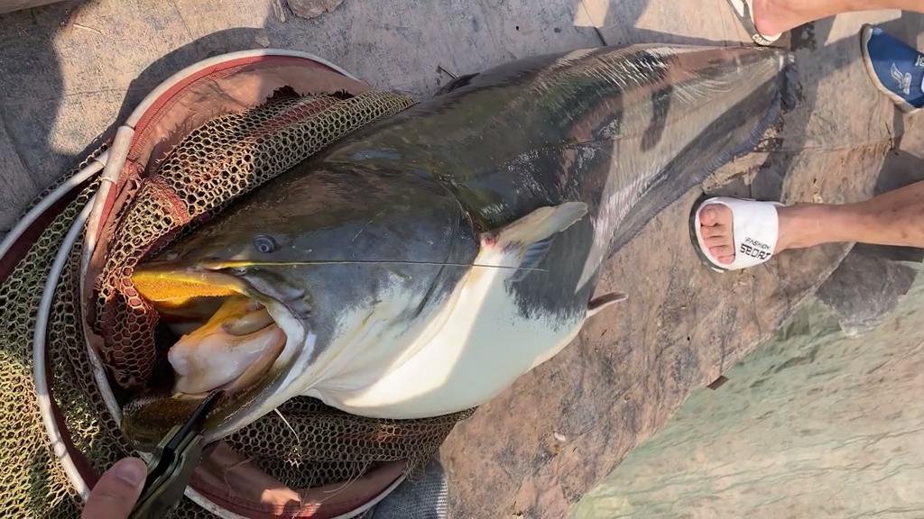 老成精？四川一水库“鲶鱼王”被人钓起，重89斤，许多人劝放生