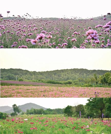 广州网红露营地推荐,新都桥网红露营地推荐
