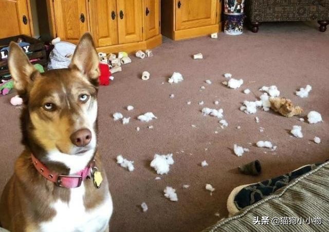 狗狗生气会有哪样的表现,主人生气时狗狗这些表现是在道歉