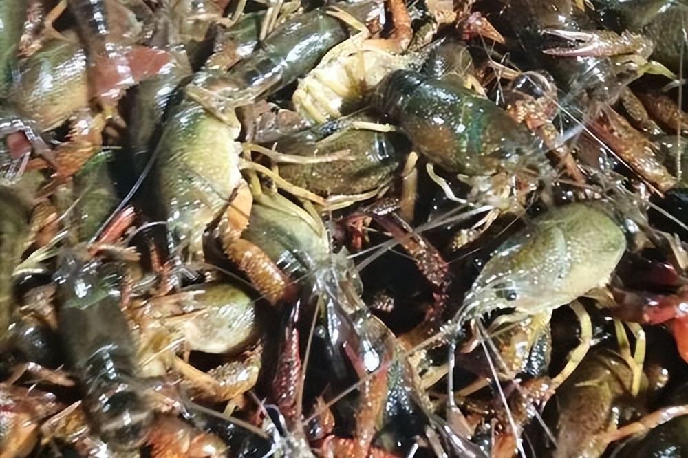 夏天小龙虾到底能不能吃,小龙虾烧烤的危害