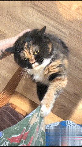 养三花猫的人需要注意什么呢,三花猫为什么都不愿意养猫