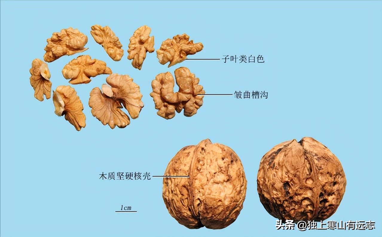 蛤蚧补益肺肾纳气平喘,蛤蚧治疗肺虚咳嗽