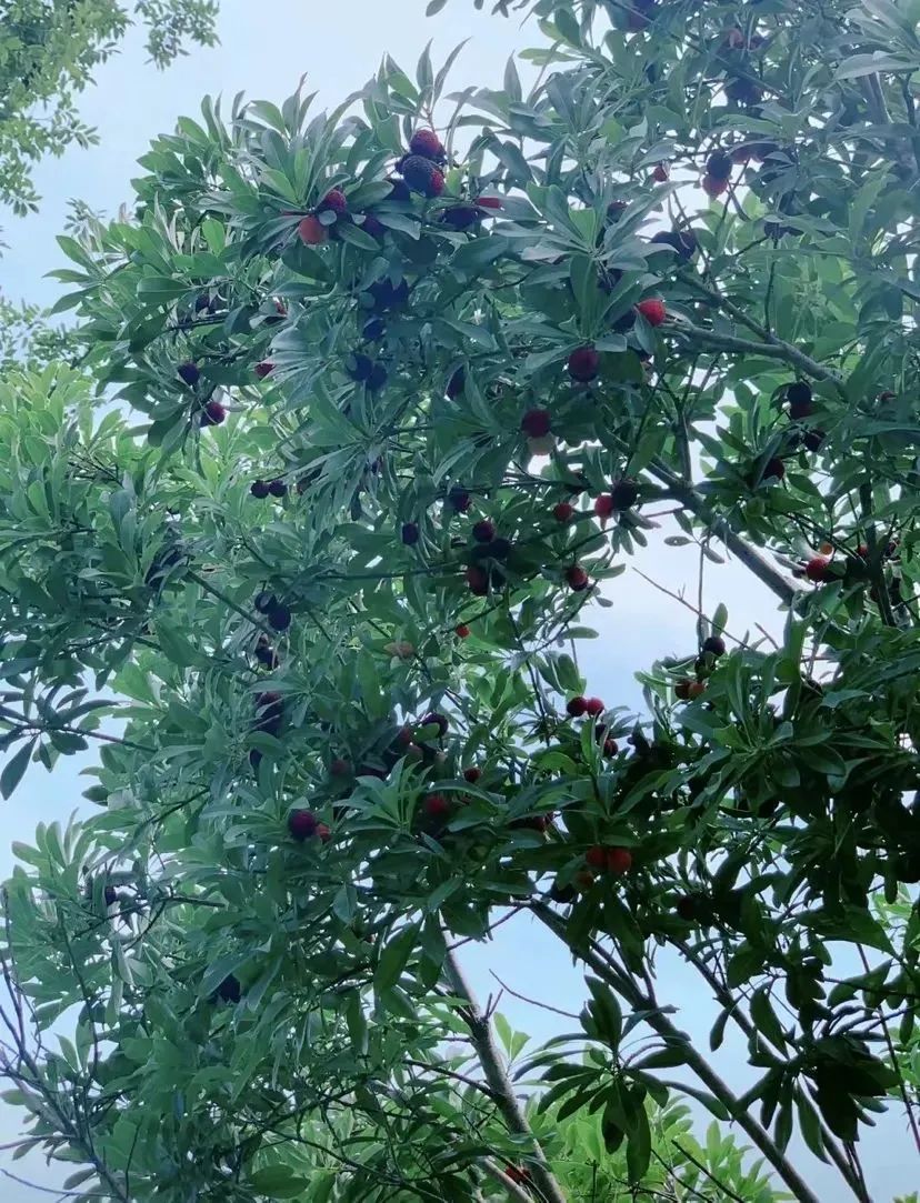 张馨予之前被黑是真的假的,曾经被全网黑的张馨予