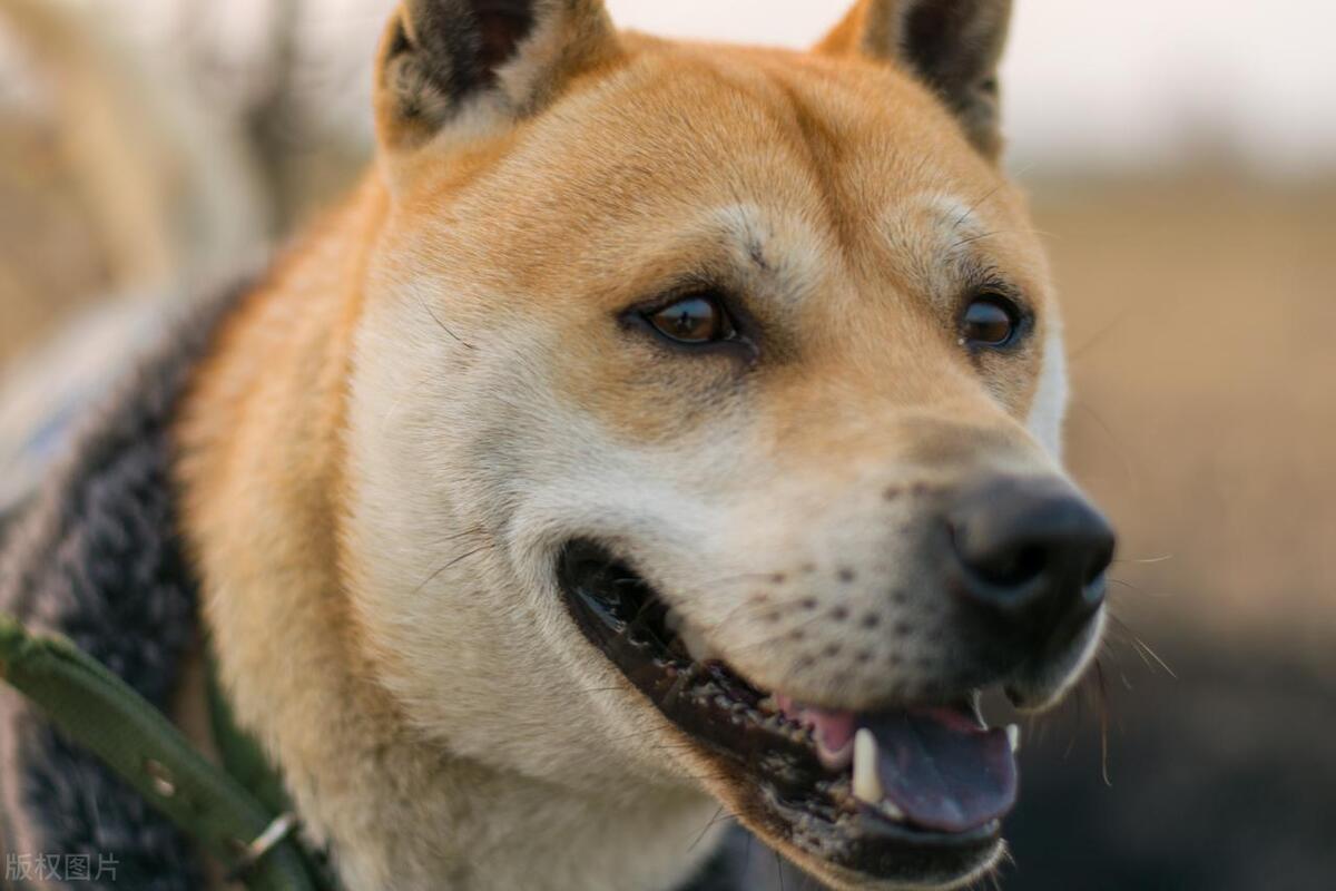 本地土狗哪些品种比较过大众一点,中国土狗都有哪些