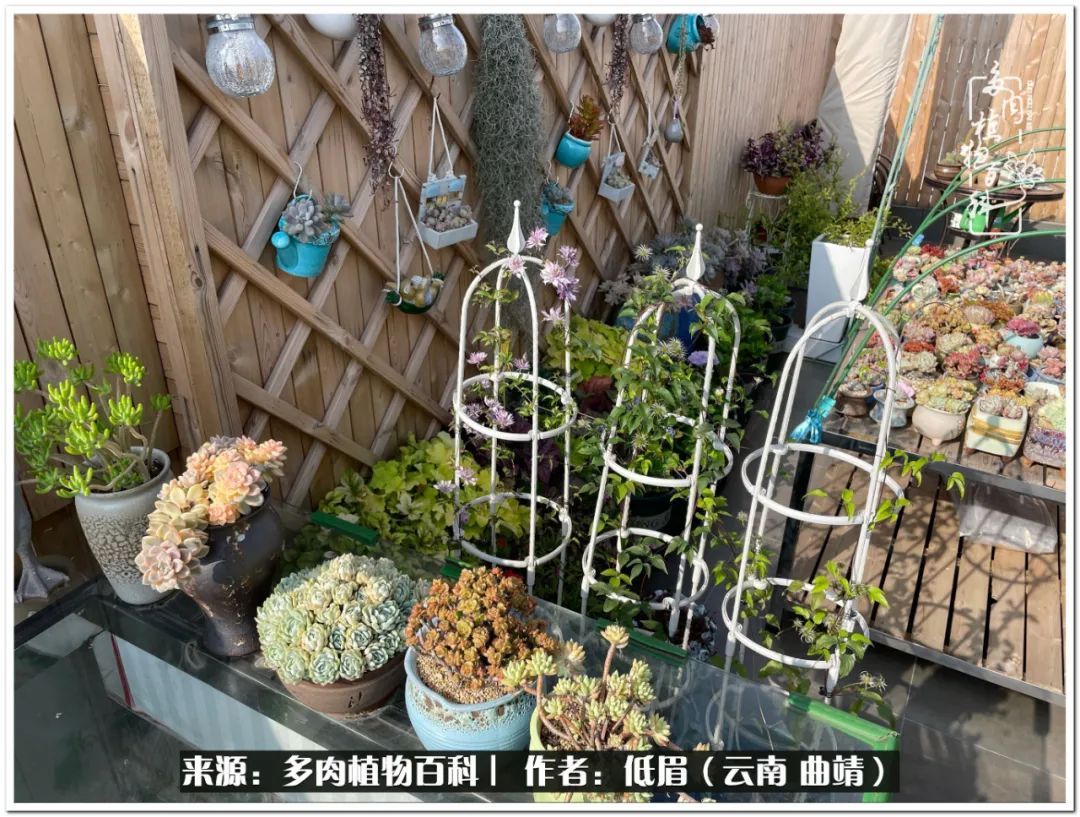 养了8年的多肉,养了七年多肉