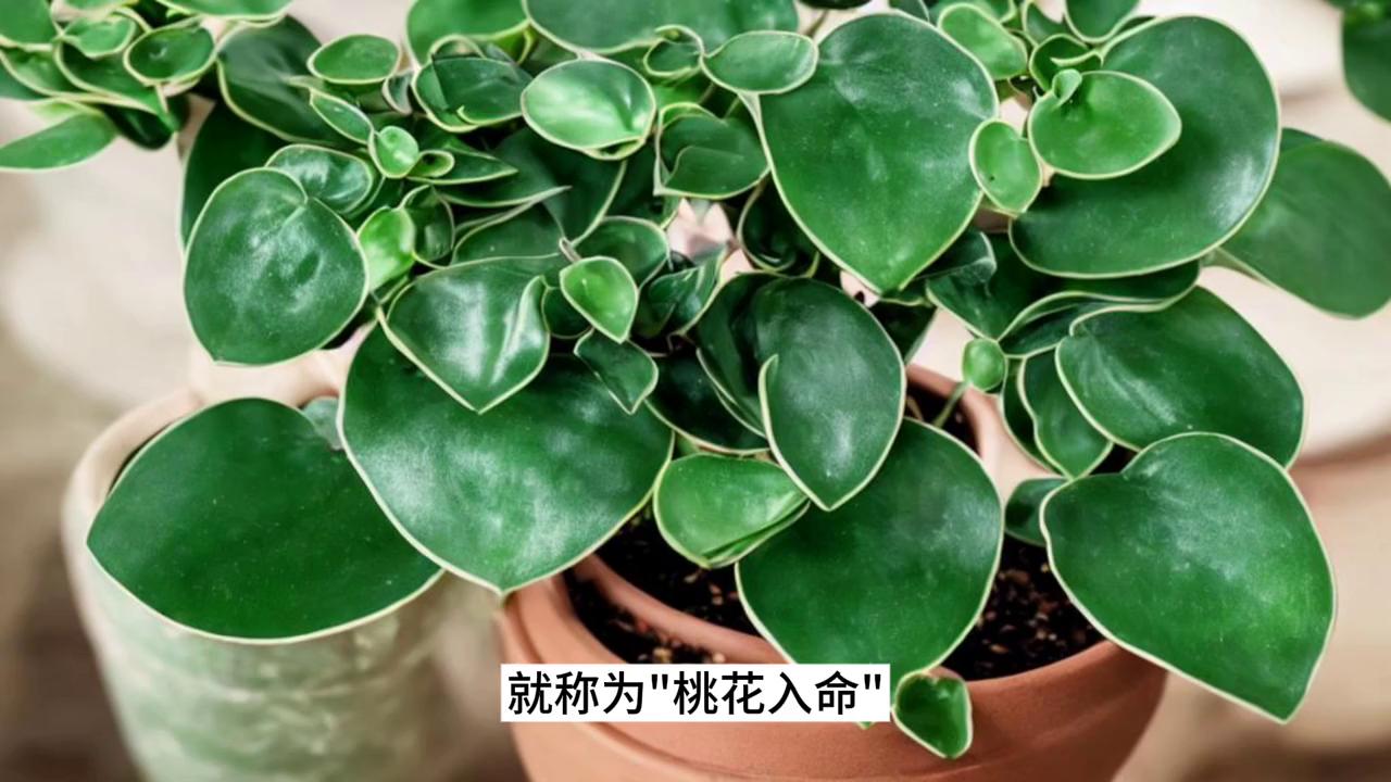 什么叫桃花运旺盛,什么叫官运桃花运