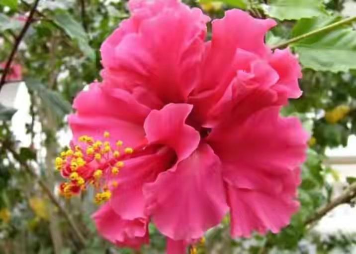 降温了花草室内过冬,降温了种菜