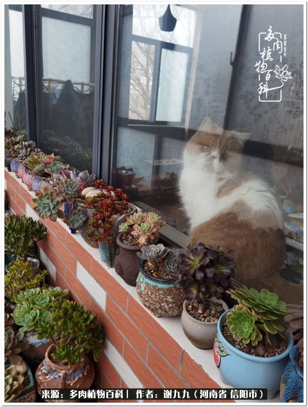 与多肉植物在一起的感怀,与多肉同行