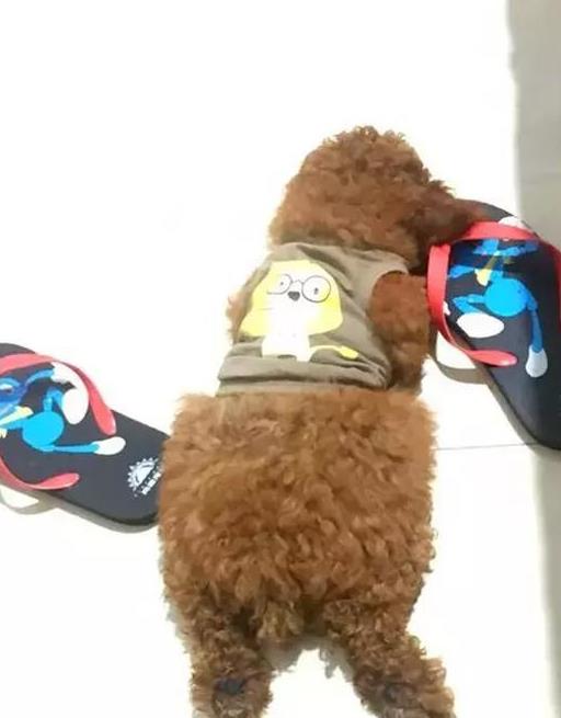 领养的泰迪咬人多次还要继续养吗,泰迪突然开始咬人了是不是打多了