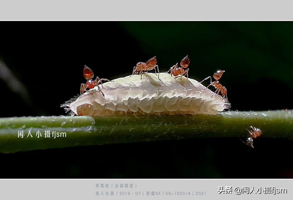 近距离拍摄昆虫小动物,常见昆虫微距摄影活动