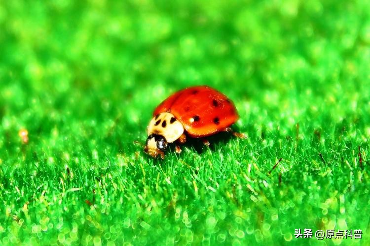 美国的昆虫入侵,盘点入侵美国的七大昆虫